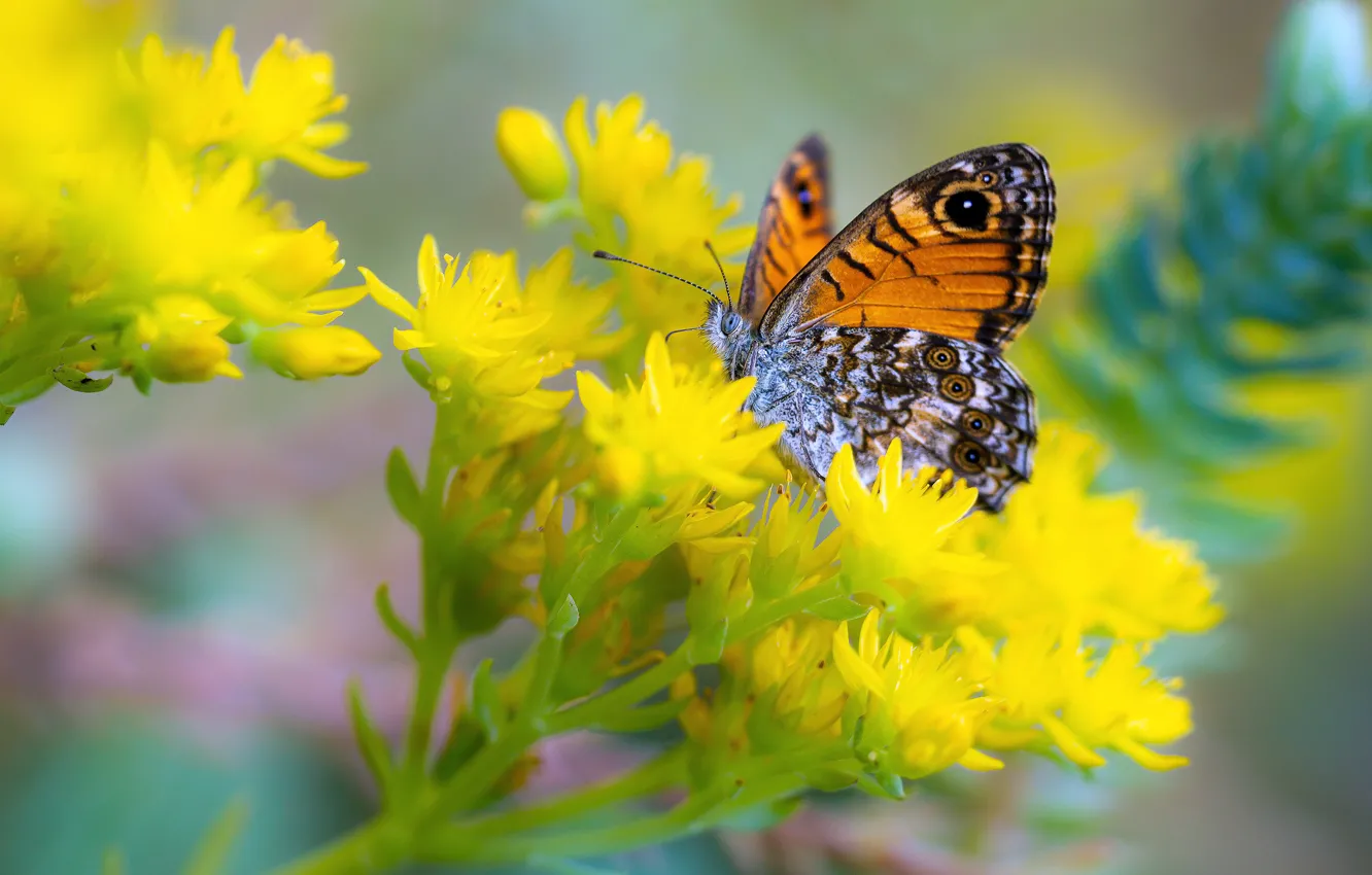 Photo wallpaper macro, flowers, butterfly, insect