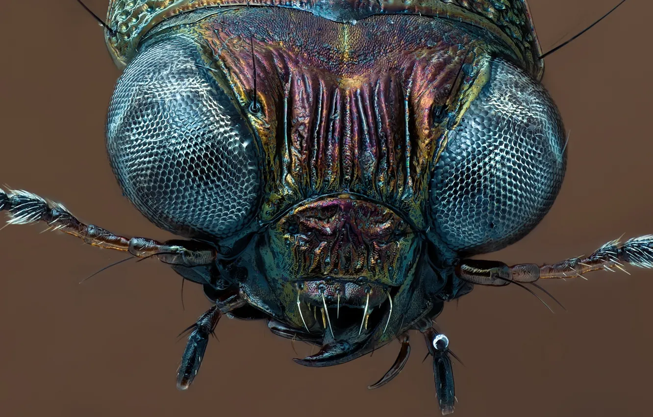 Photo wallpaper eyes, look, macro, fly, insect
