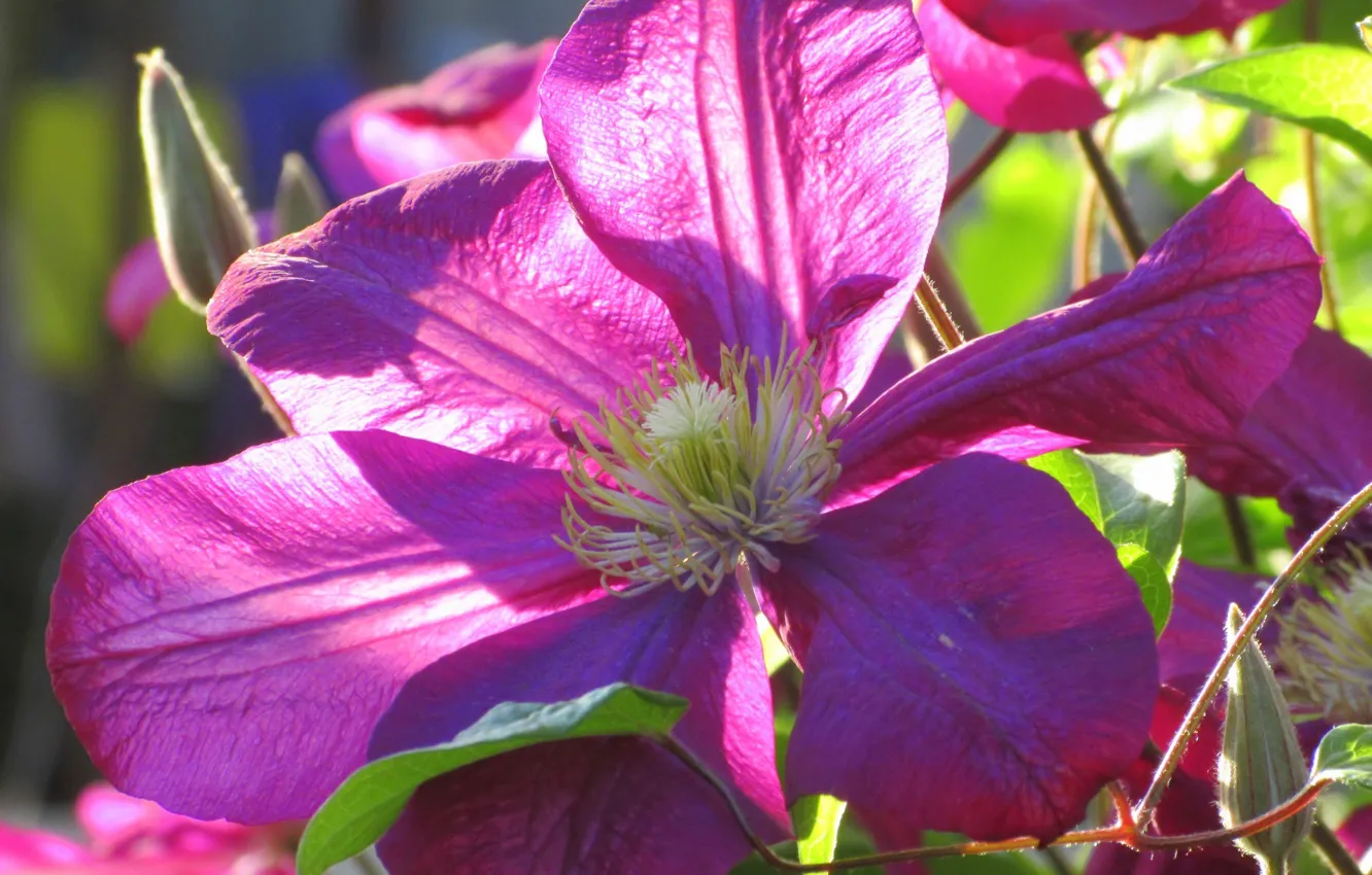 Photo wallpaper flowers, clematis, spring 2018, Meduzanol ©