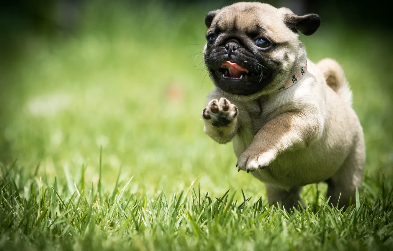 Photo wallpaper grass, dog, running, pug, puppy, walk