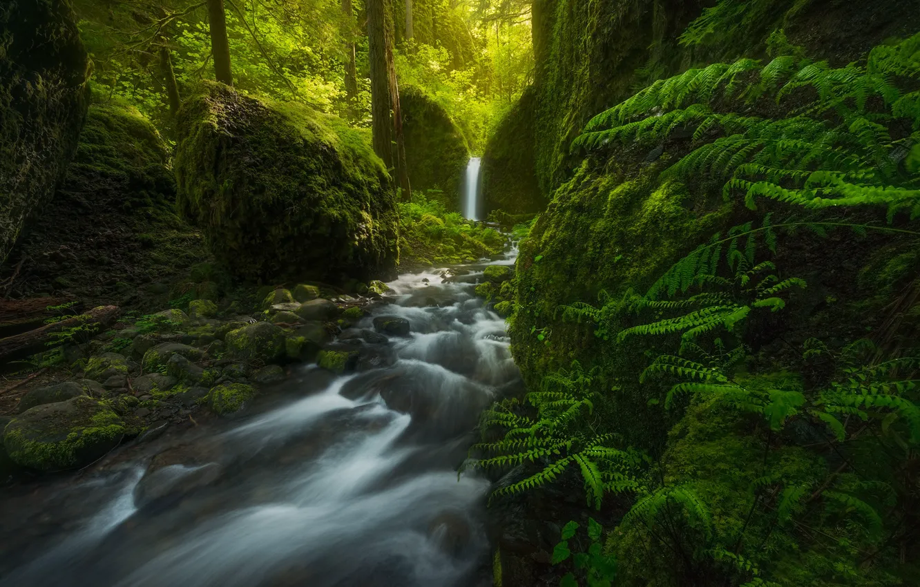 Photo wallpaper forest, waterfall, USA, fern, Oregon, Mossy Grotto Falls