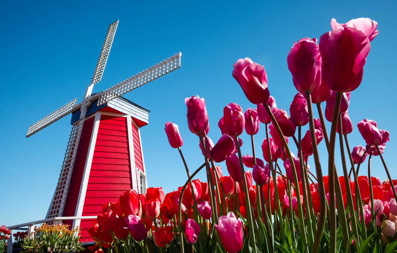 Photo wallpaper the sky, flowers, tulips, Netherlands, windmill