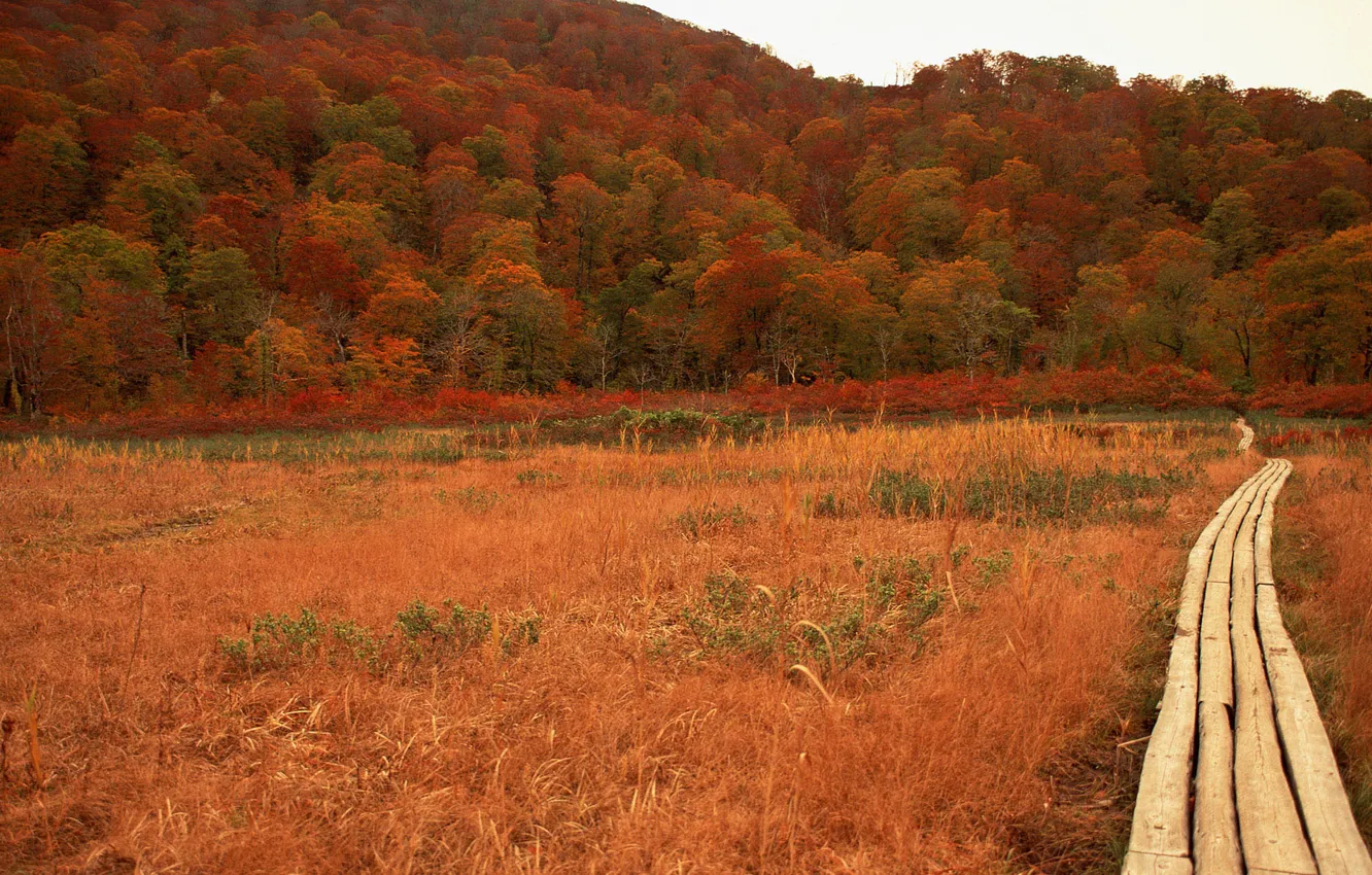 Photo wallpaper road, autumn, Japan