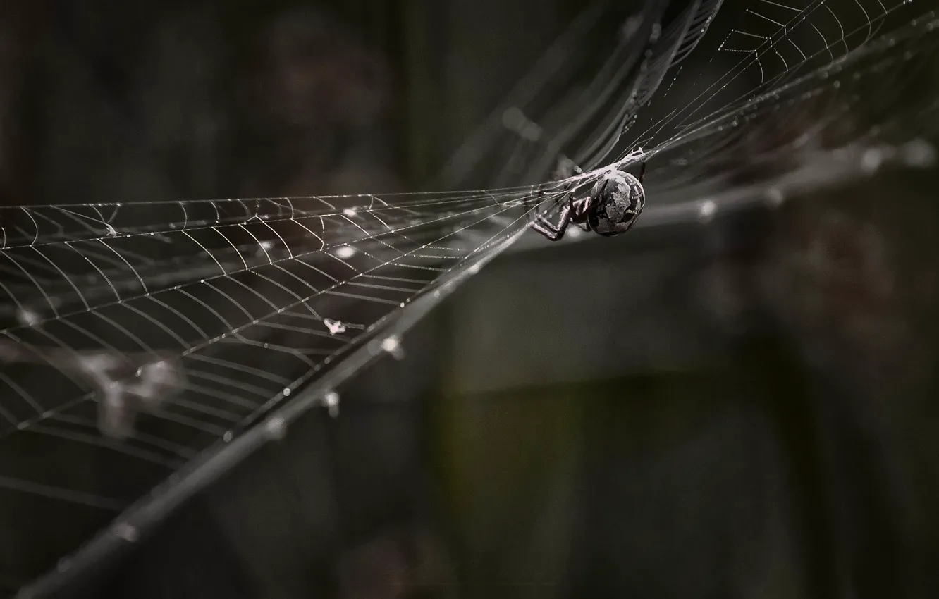 Photo wallpaper web, spider, bokeh