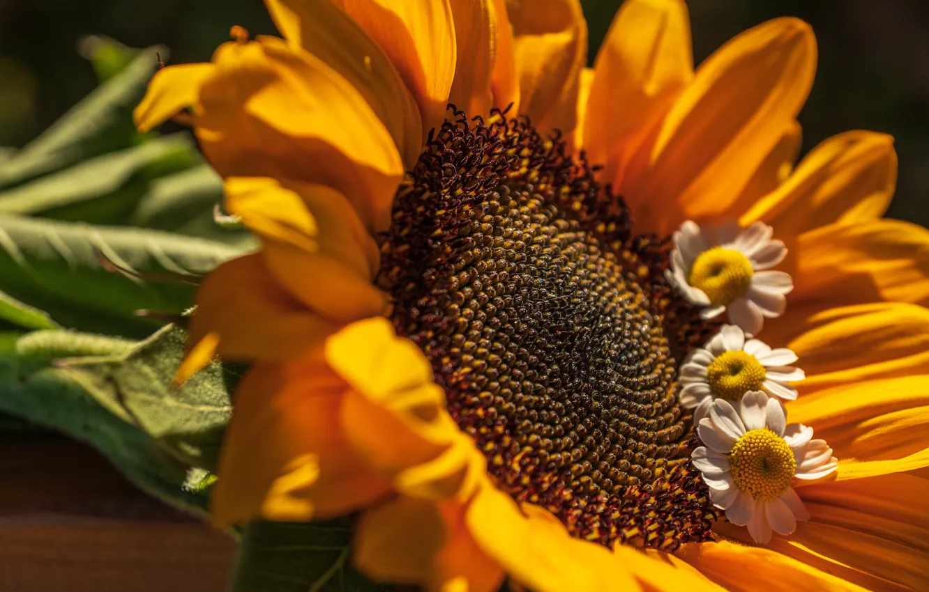Photo wallpaper macro, sunflowers, flowers, close-up, chamomile, petals, bokeh