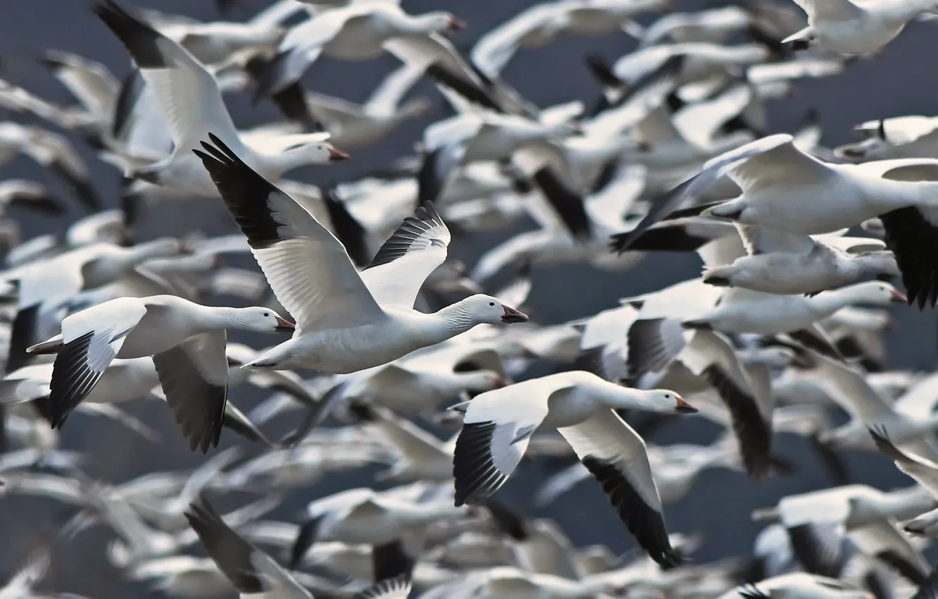 Photo wallpaper flight, bird, pack