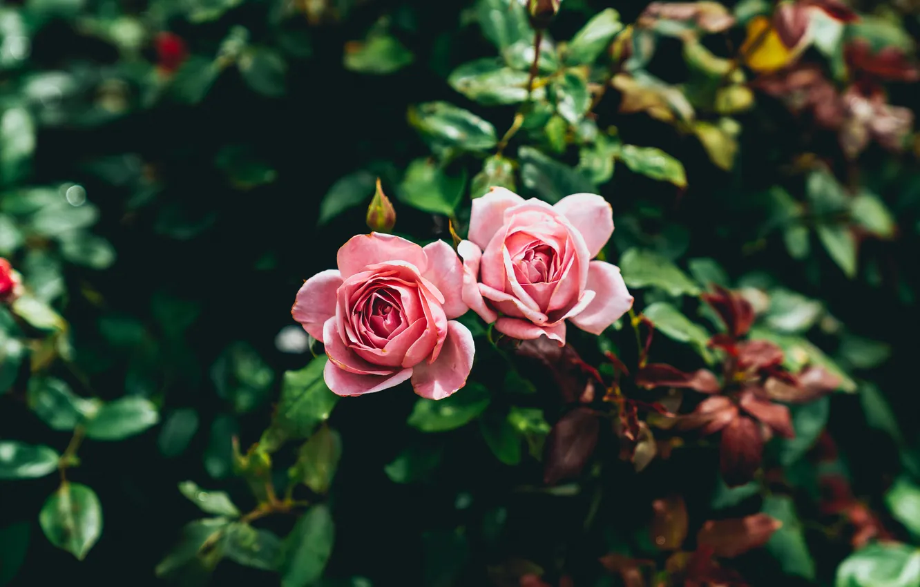 Photo wallpaper flowers, roses, pair