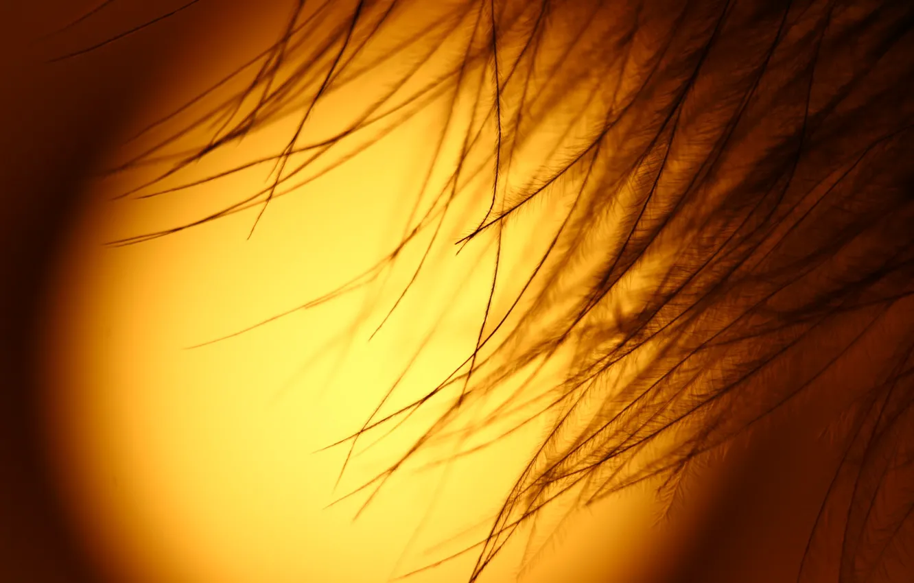 Photo wallpaper the sun, macro, background, feathers
