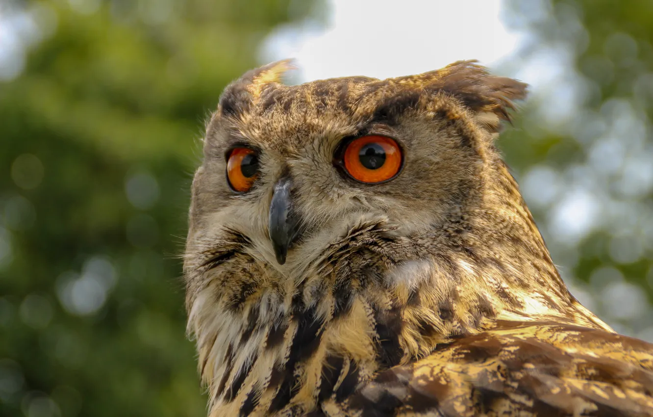 Photo wallpaper look, owl, bird, owl