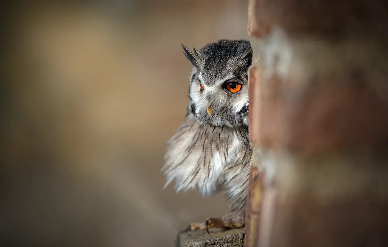 Photo wallpaper eyes, look, nature, grey, background, owl, bird, portrait
