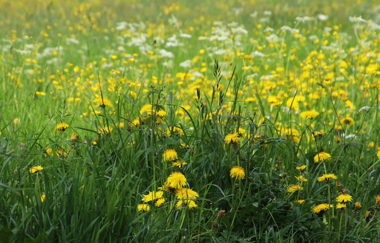Photo wallpaper field, grass, flowers, yellow, dandelion, glade, spring, lawn