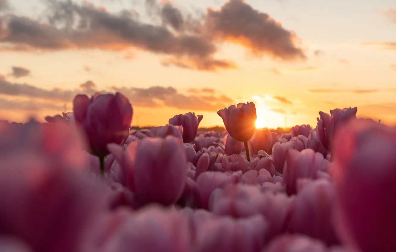 Photo wallpaper field, the sky, clouds, light, sunset, flowers, spring, tulips