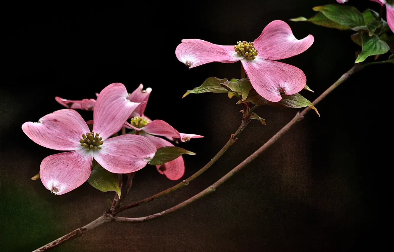 Photo wallpaper flowers, branches, nature, the dark background
