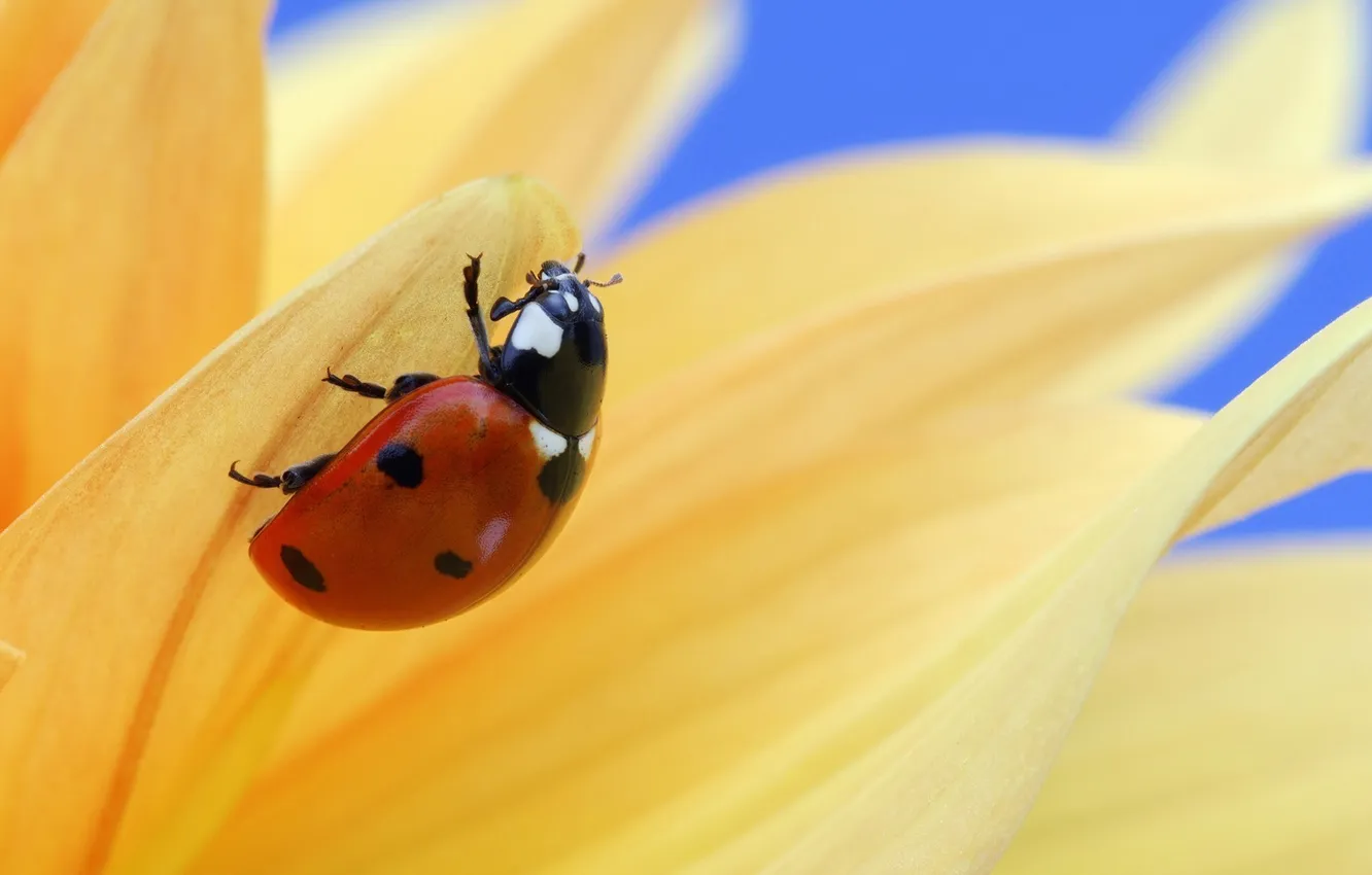 Photo wallpaper flower, macro, ladybug