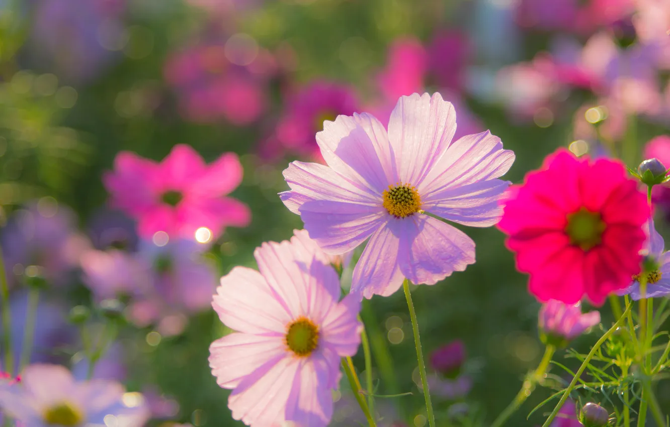 Photo wallpaper nature, petals, meadow, kosmeya
