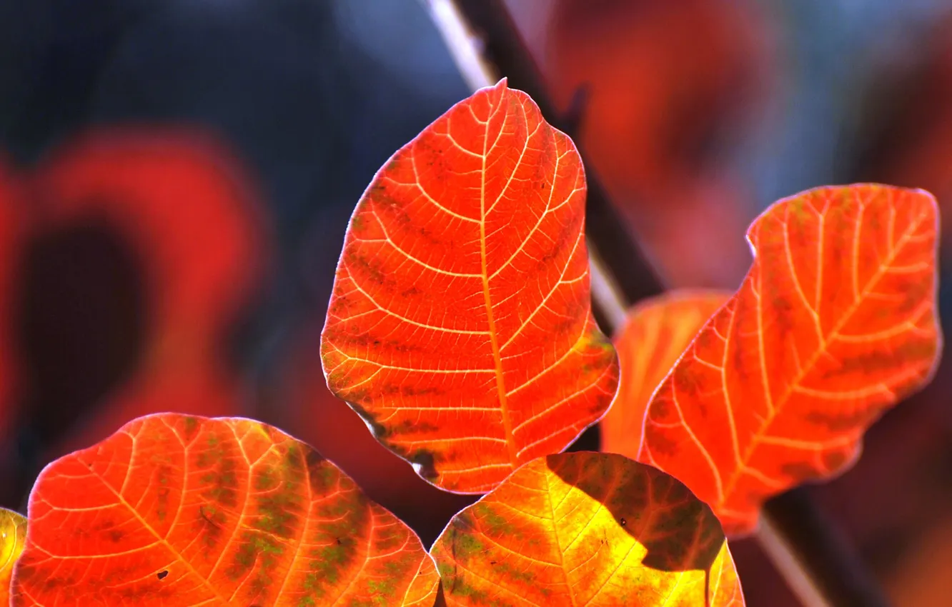 Photo wallpaper autumn, leaves, branches