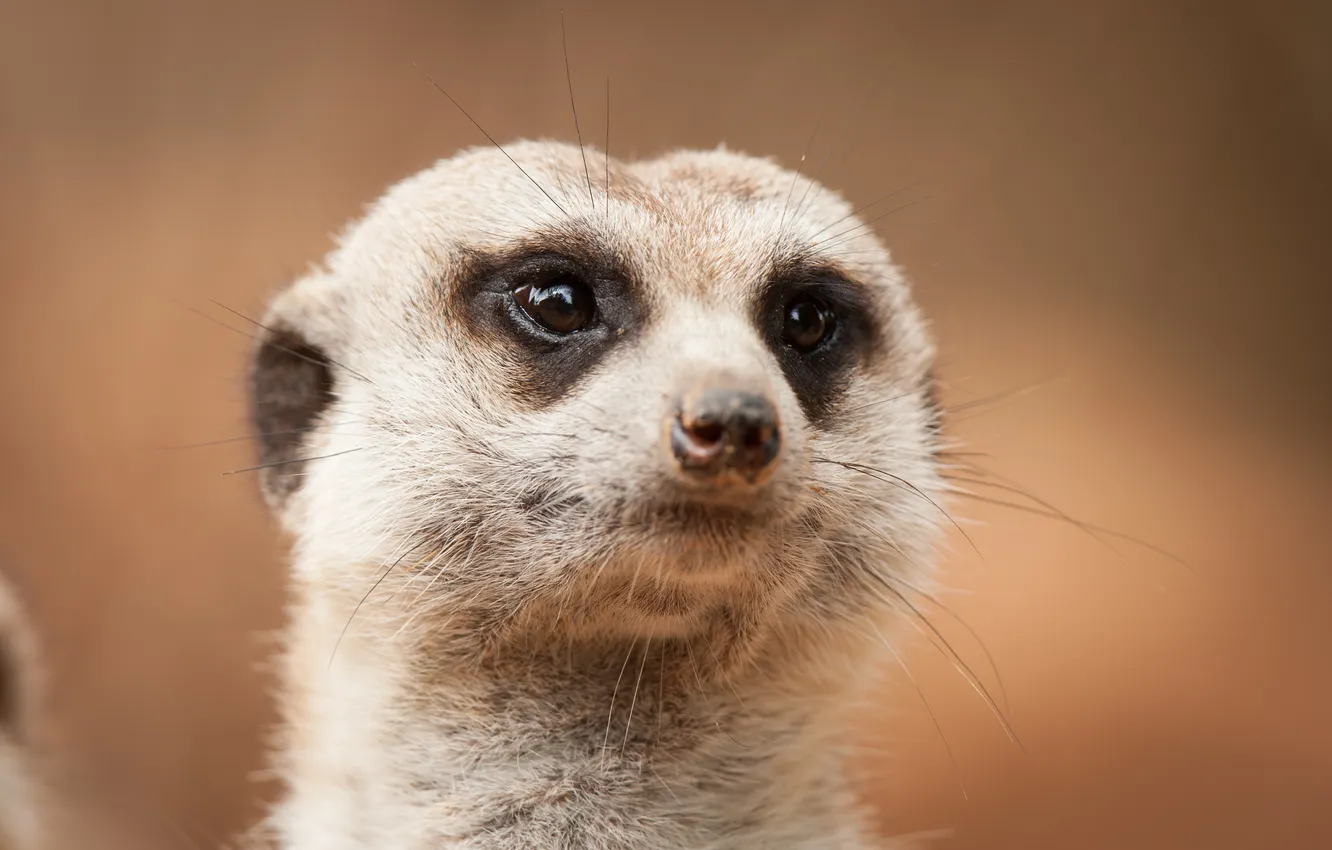 Photo wallpaper look, face, meerkats