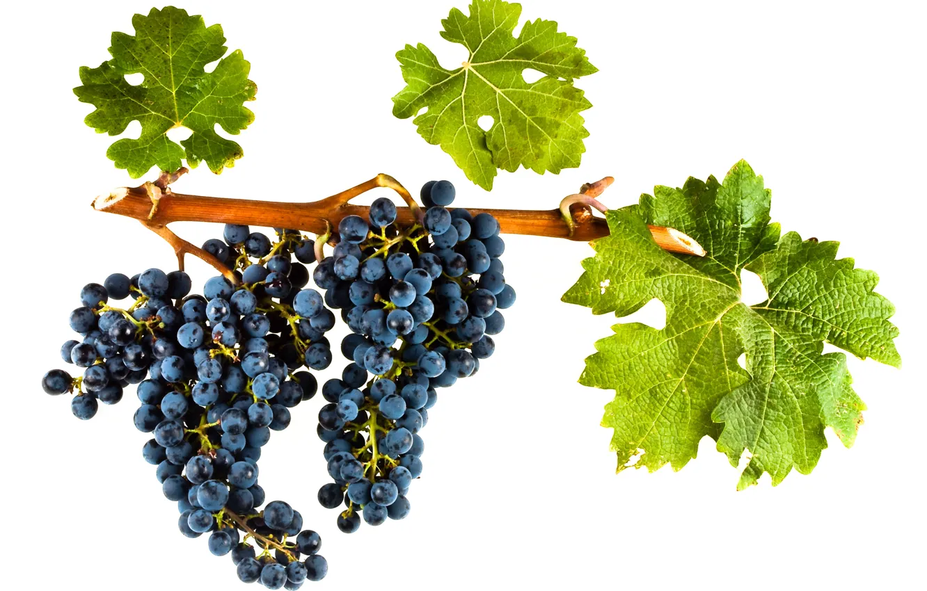 Photo wallpaper wine, leaves, grapes, red wine, vitis vinifera, Cabernet Sauvignon