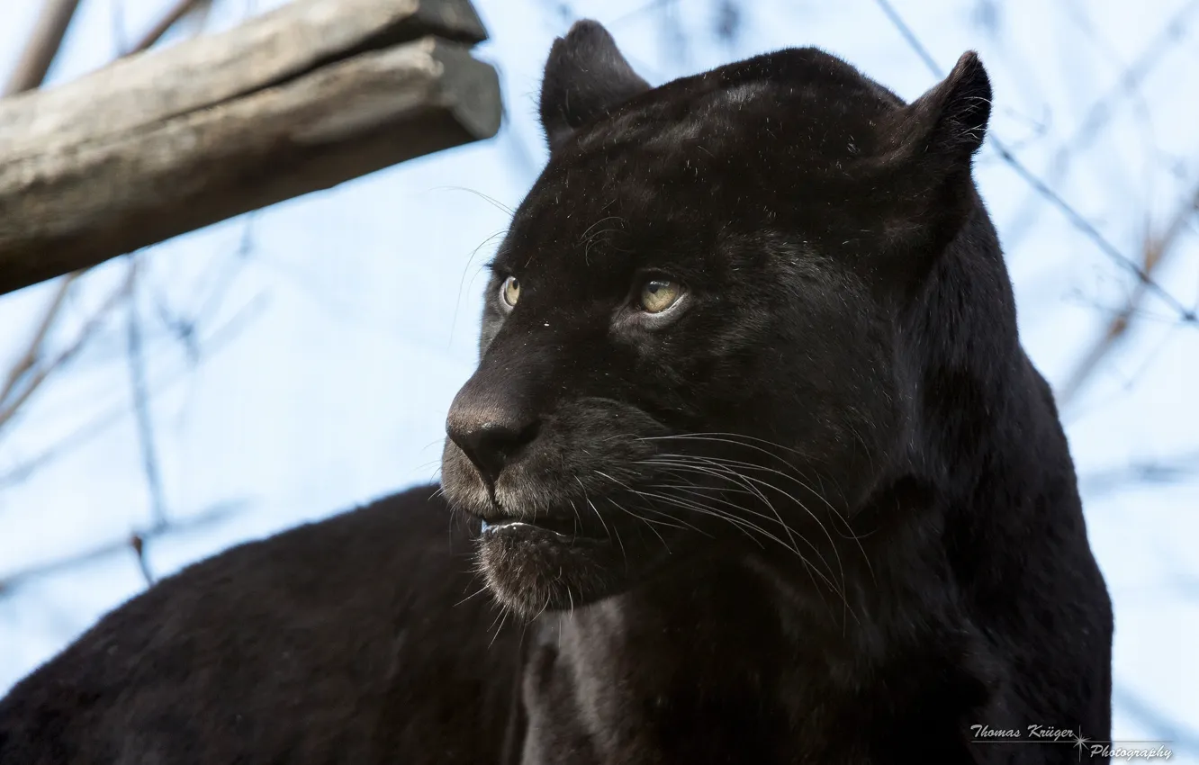 Photo wallpaper face, predator, Panther, wild cat, black Jaguar