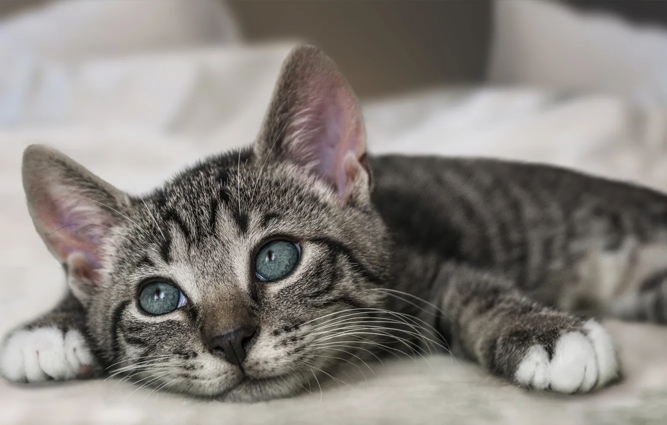 Photo wallpaper animal, sweetheart, eyes, bed, kitty