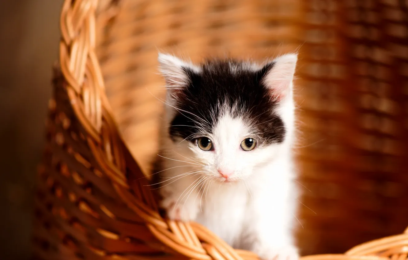 Photo wallpaper basket, baby, kitty