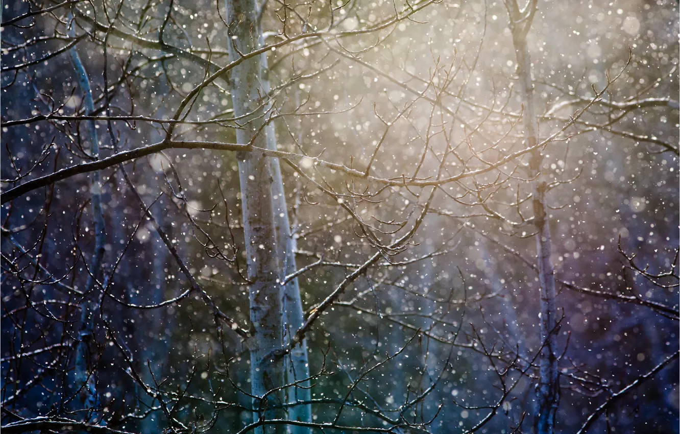 Photo wallpaper forest, snow, trees, branches