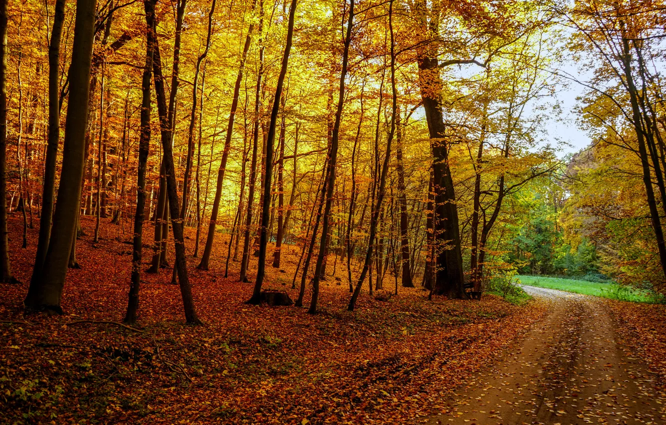 Photo wallpaper road, autumn, forest, leaves, trees, landscape