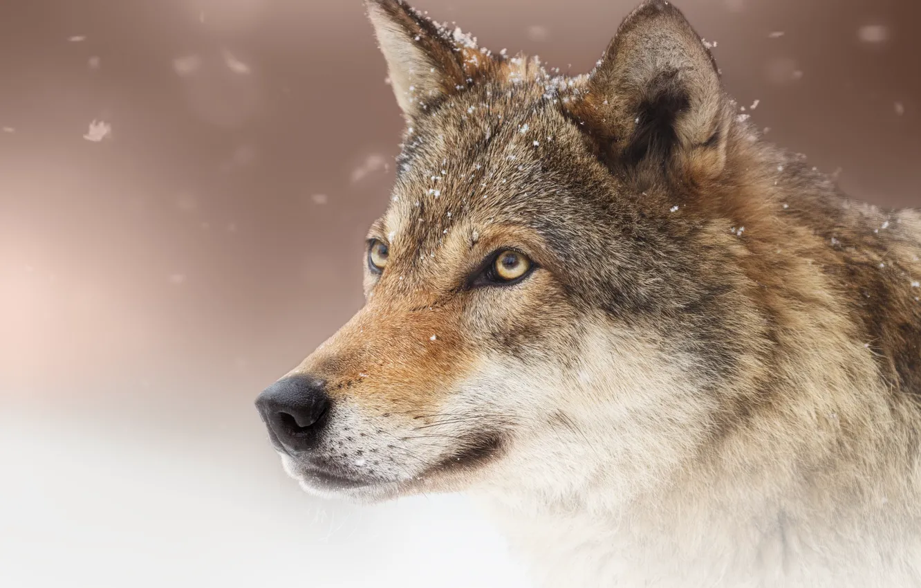 Photo wallpaper face, background, wolf, portrait, predator, Oleg Bogdanov