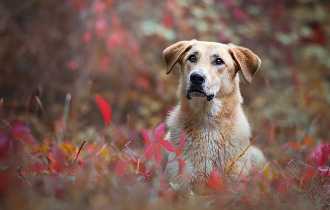 Photo wallpaper autumn, look, face, leaves, nature, background, foliage, portrait