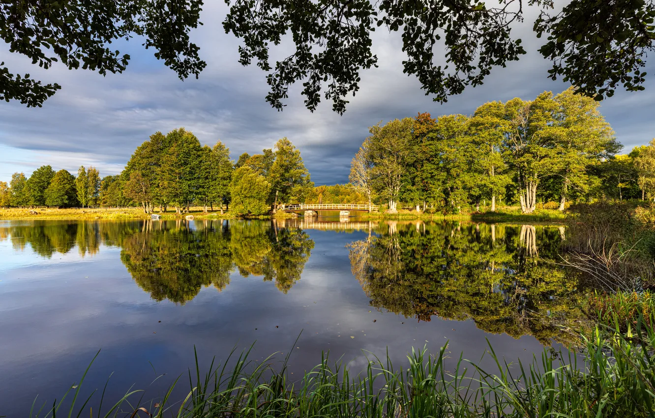 Photo wallpaper trees, pond, reflection