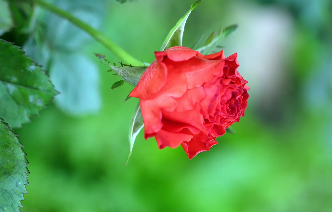Photo wallpaper leaves, roses, buds, bokeh