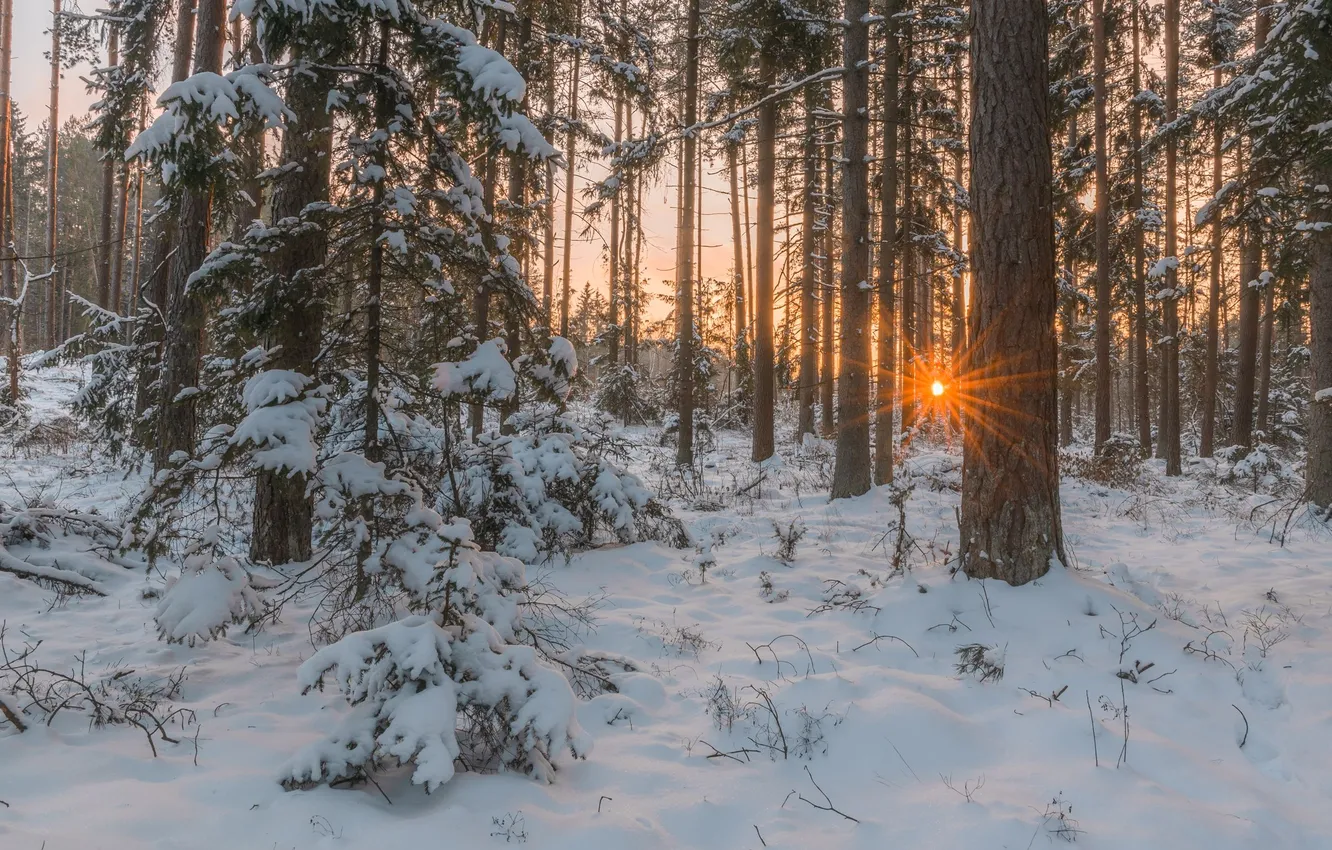 Photo wallpaper winter, snow, trees, tree, pine, winter day, winter forest, Ruslan Avdevich