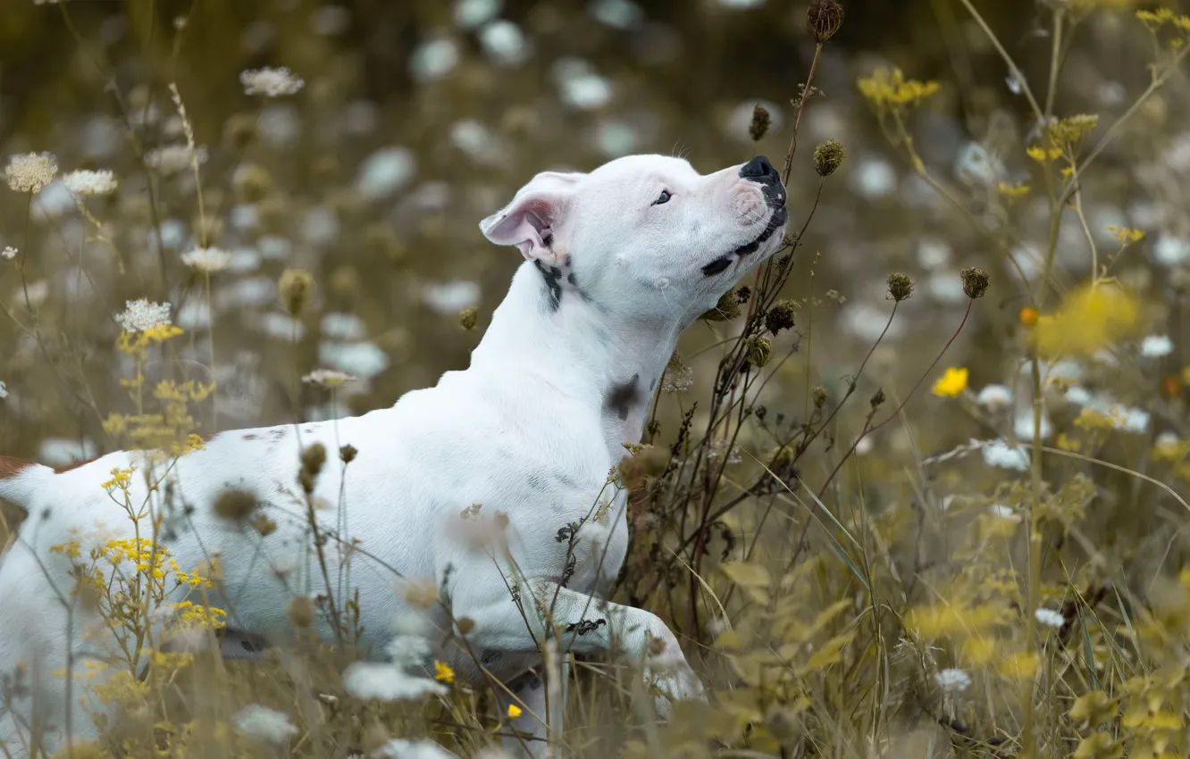 Photo wallpaper summer, each, dog