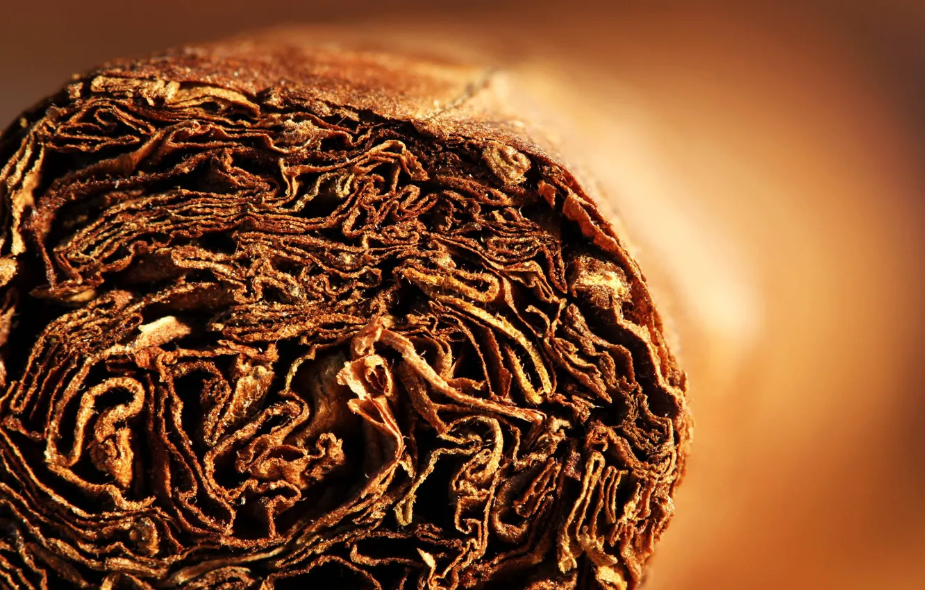 Photo wallpaper leaves, macro, cigar, tobacco, layer