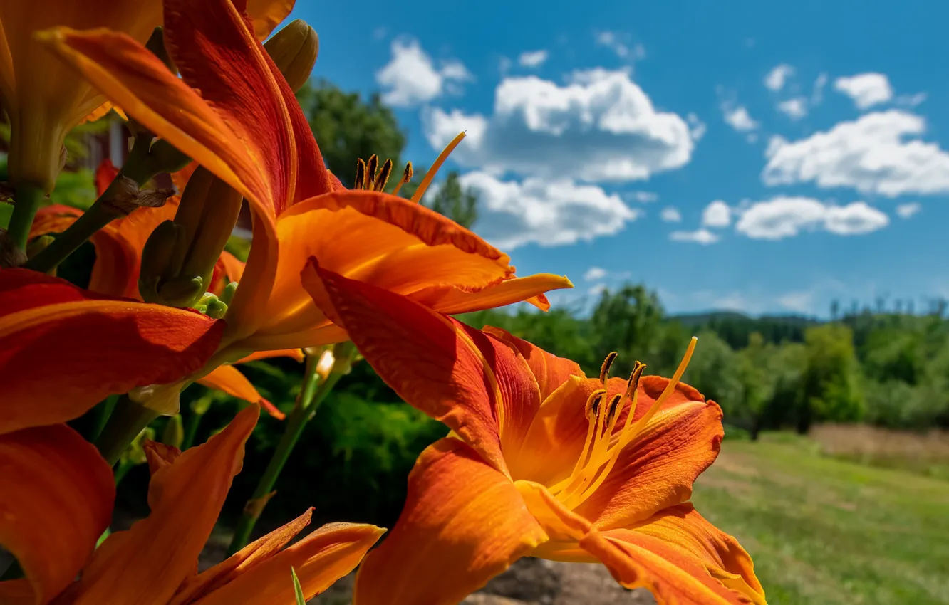 Photo wallpaper field, summer, the sky, flowers, blue, Lily, orange, the daylilies