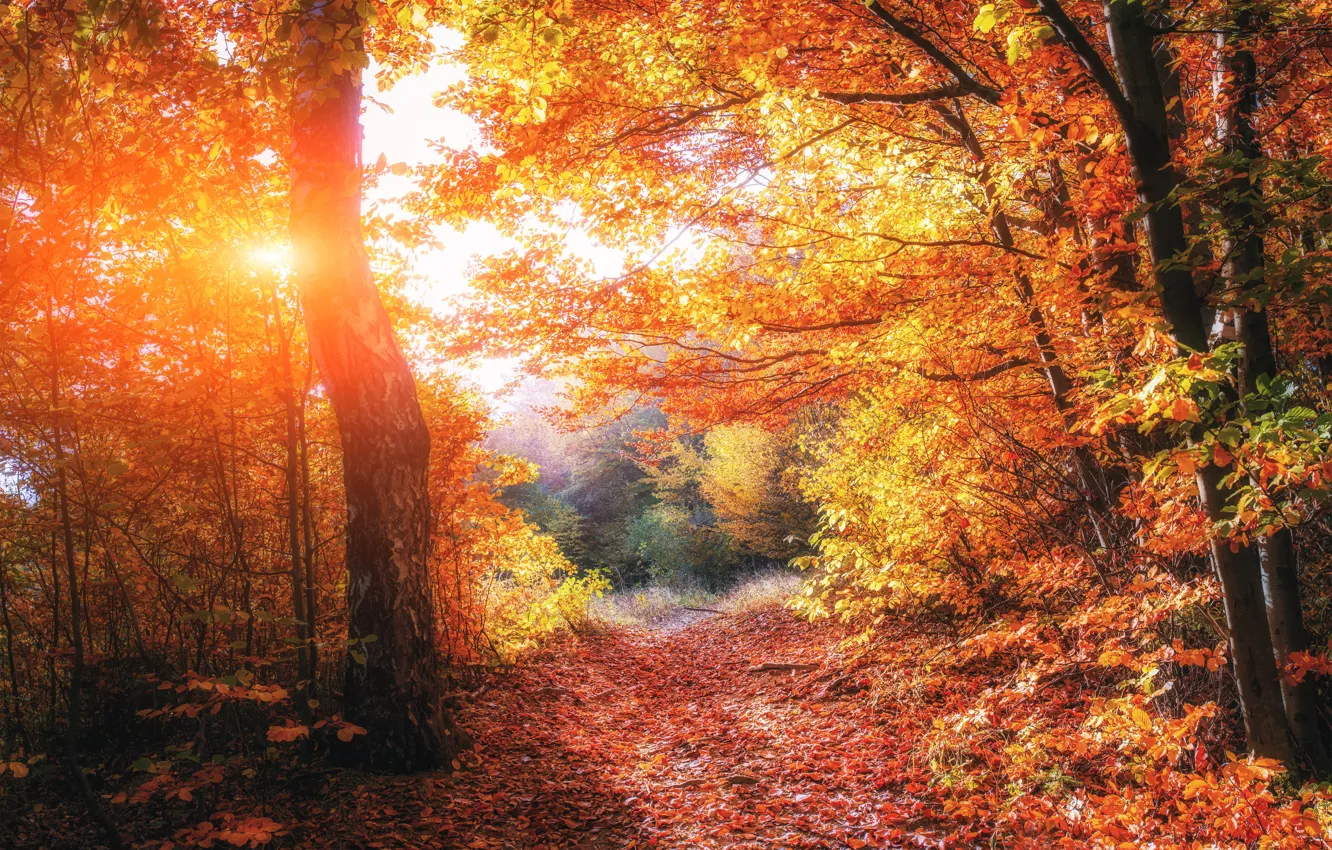 Photo wallpaper Light, trees, beautiful, autumn, forests, Ukraine, foliage