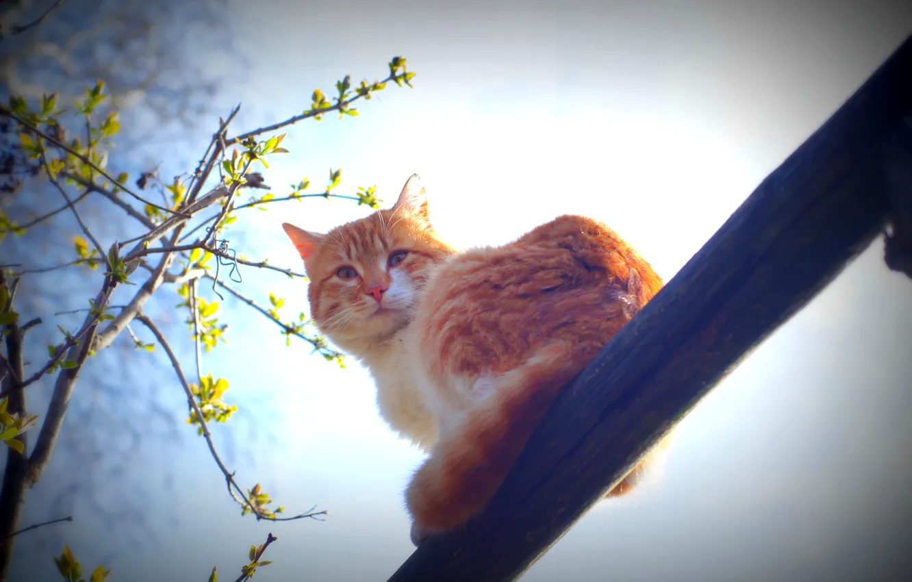 Photo wallpaper cat, mustache, the sun, spring, morning, animals nature