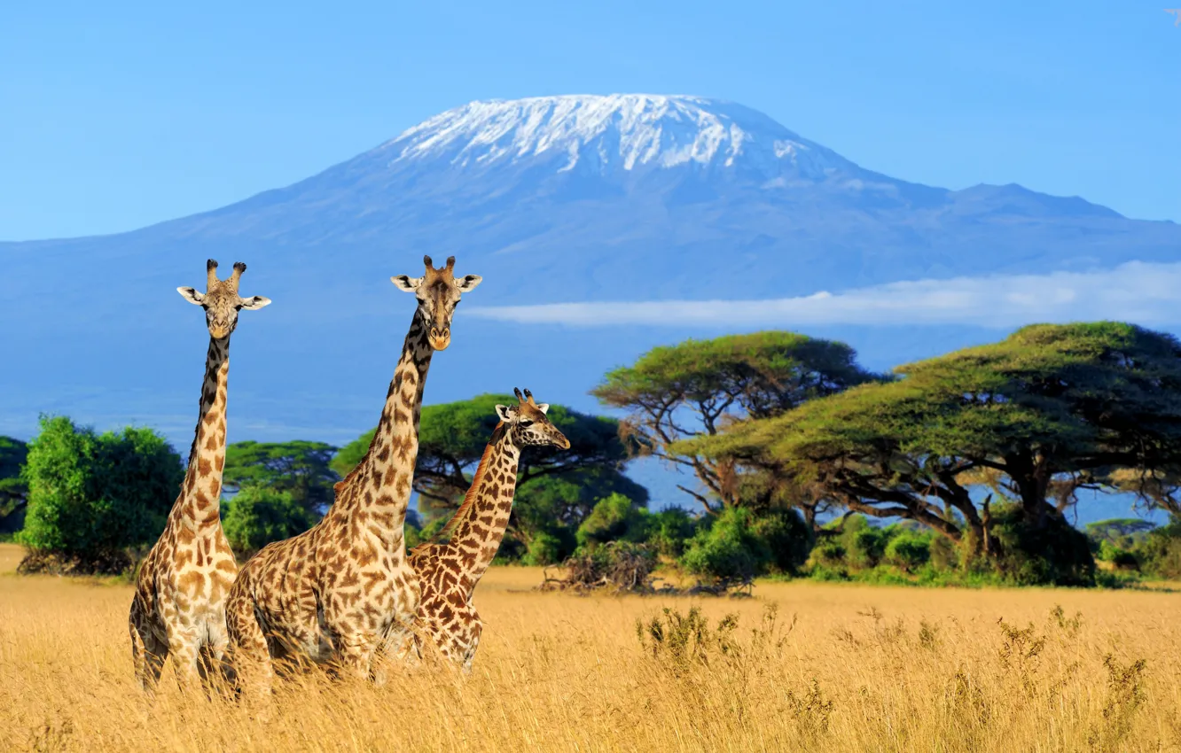 Photo wallpaper field, grass, mountains, nature, giraffe, Savannah, trio