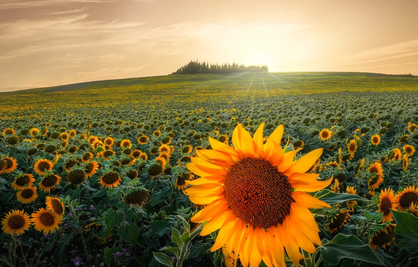 Photo wallpaper field, the sun, sunflowers, flowers
