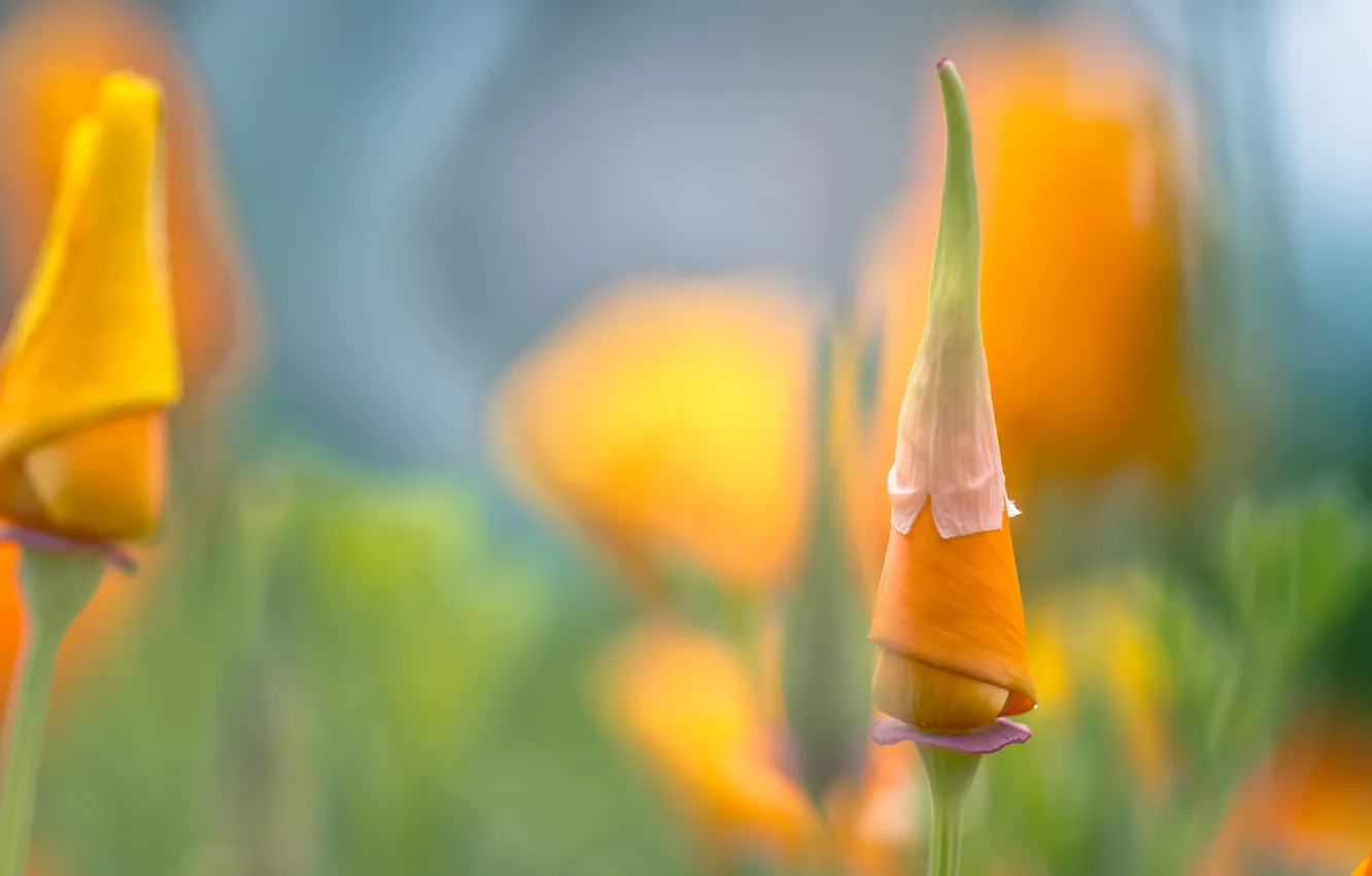 Photo wallpaper macro, flowers, orange, petals, escholzia California