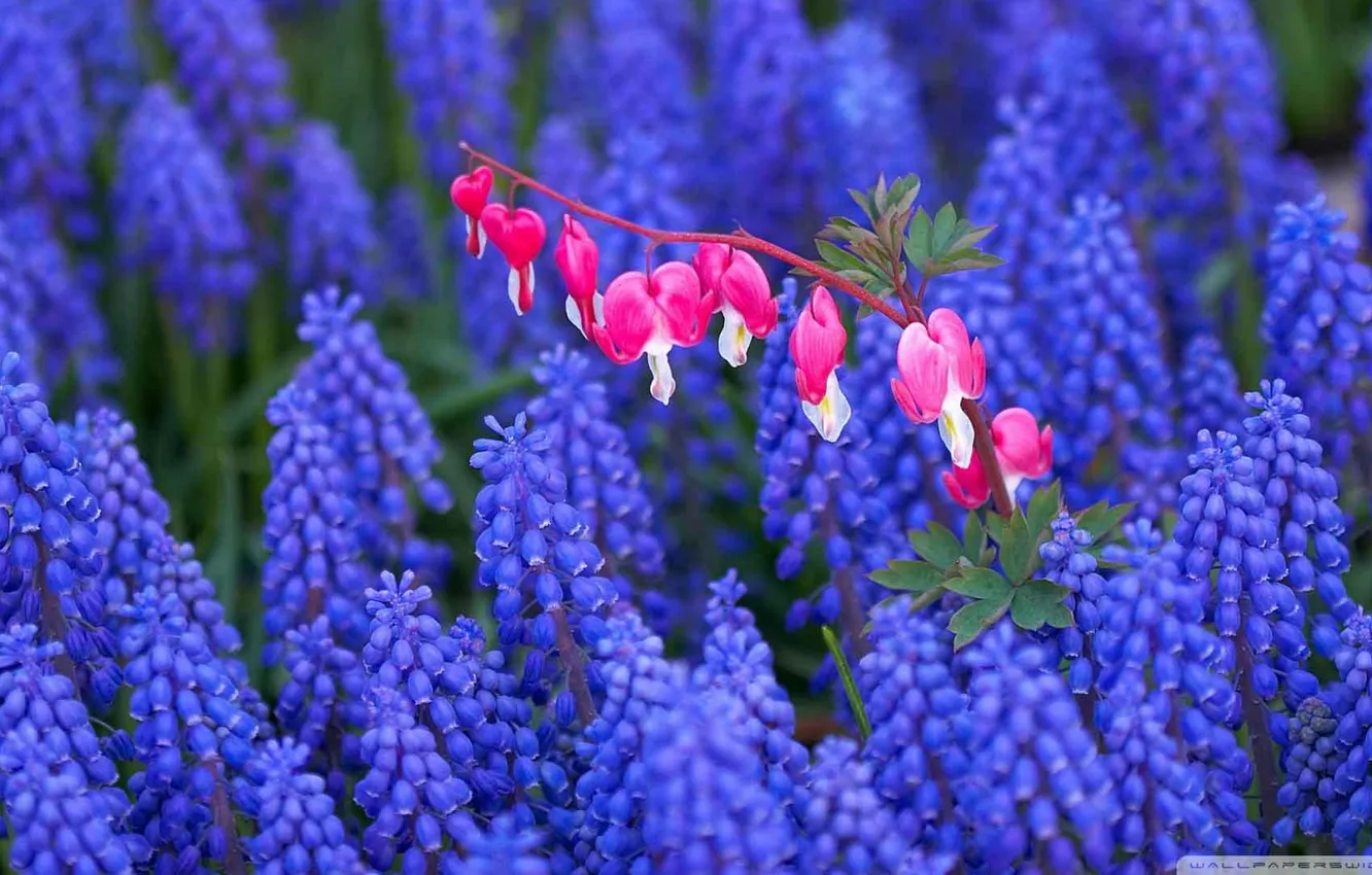 Photo wallpaper field, flowers, blue, color