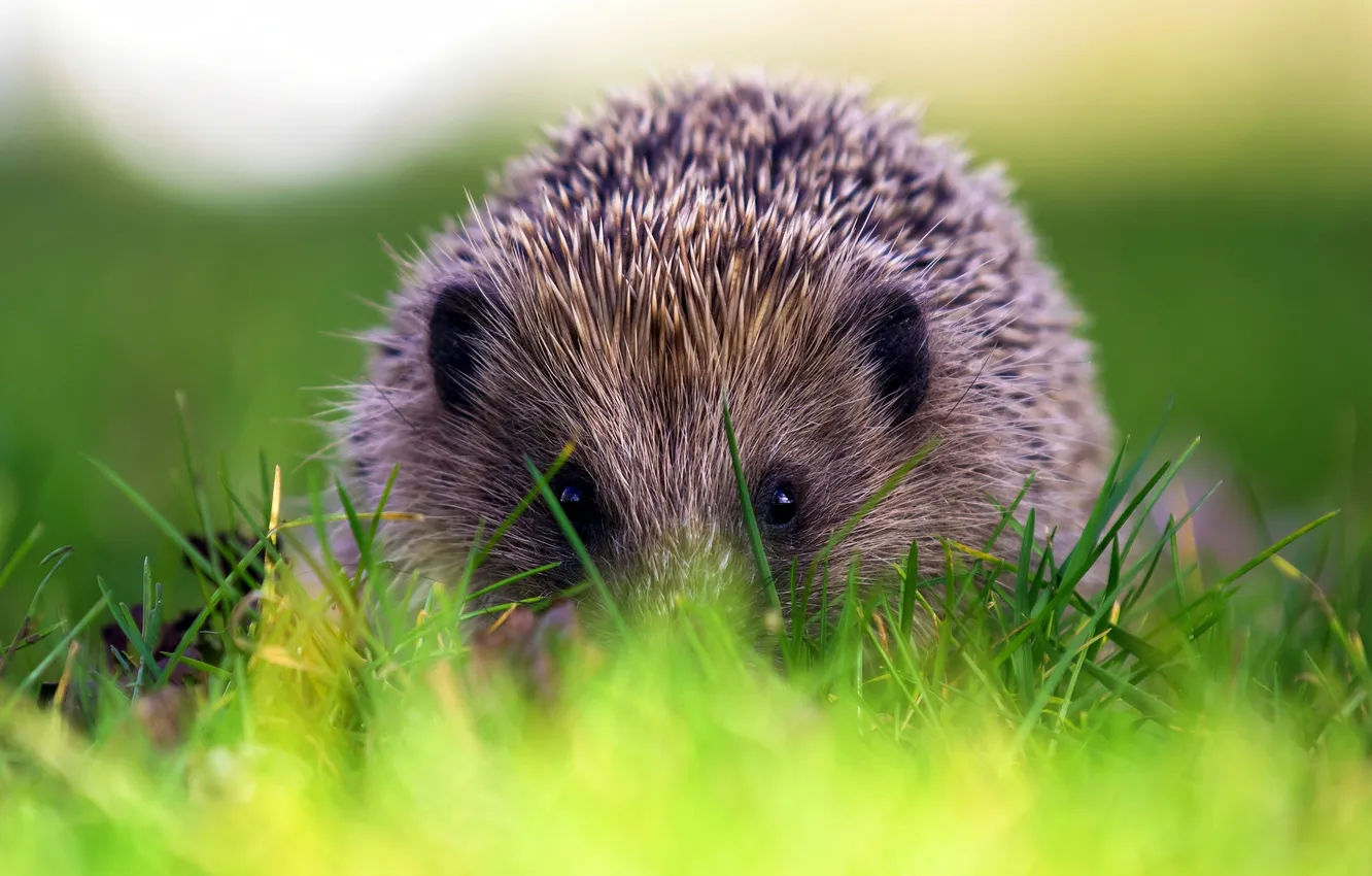 Photo wallpaper nature, background