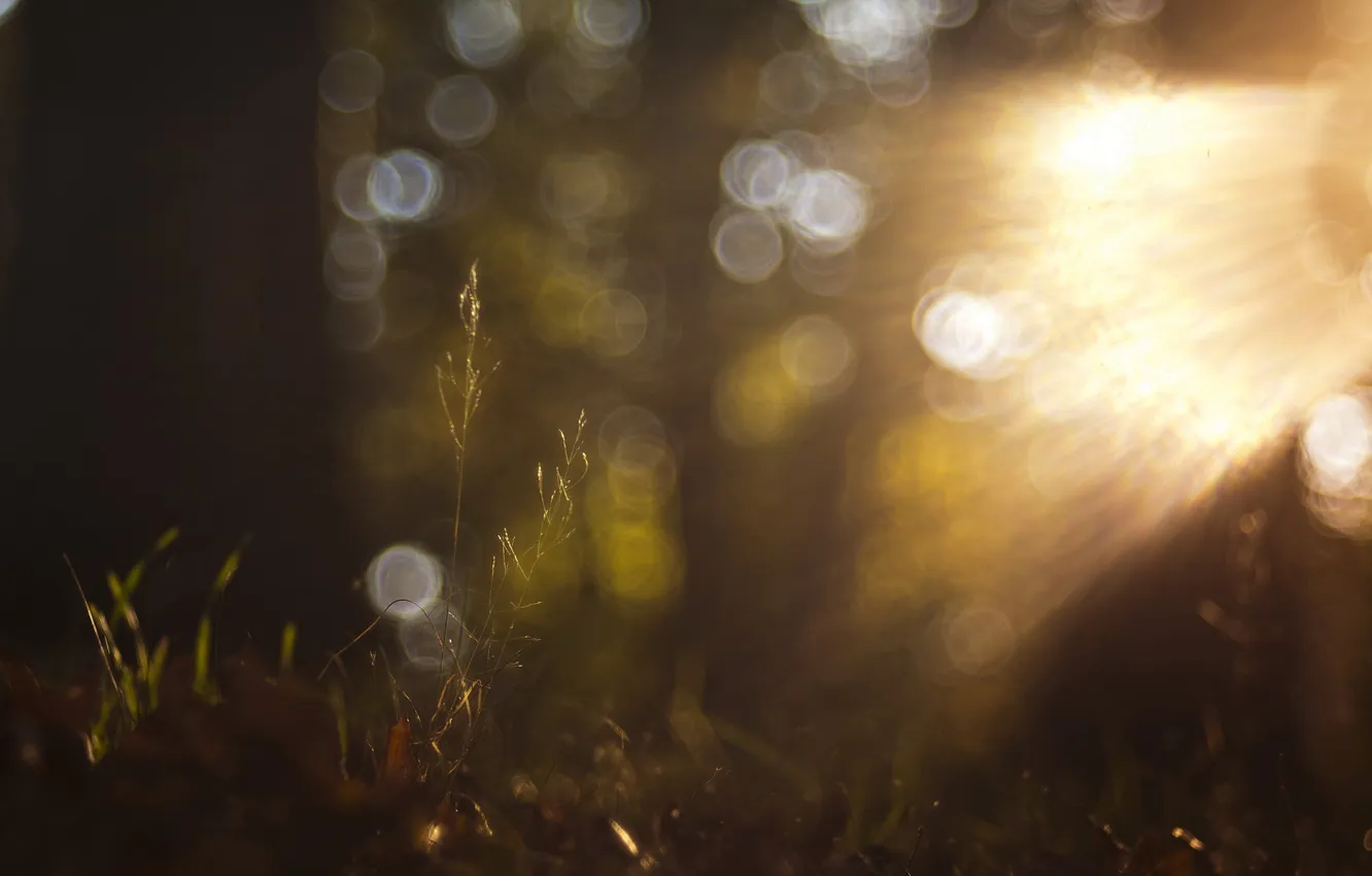 Photo wallpaper weeds, fall, latelight, dyingweeds