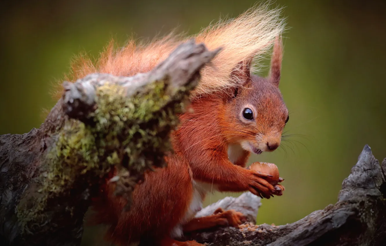 Photo wallpaper moss, stump, protein, red, nuts, bokeh