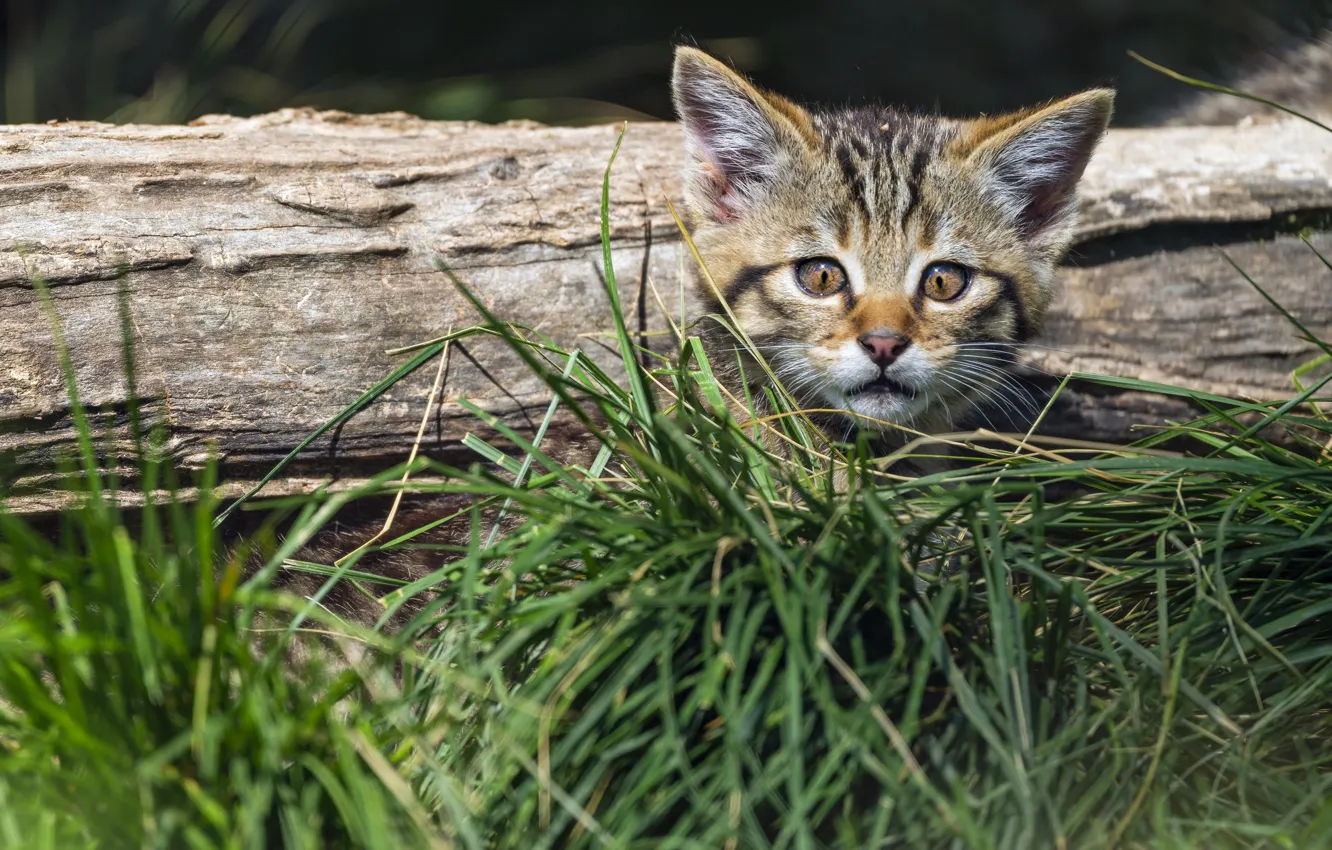 Photo wallpaper grass, kitty, face, wild forest cat