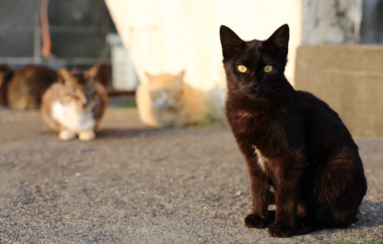 Photo wallpaper cat, cat, look, cats, black, street, port