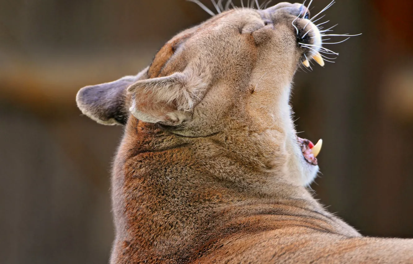 Photo wallpaper mouth, Puma, yawns, Cougar