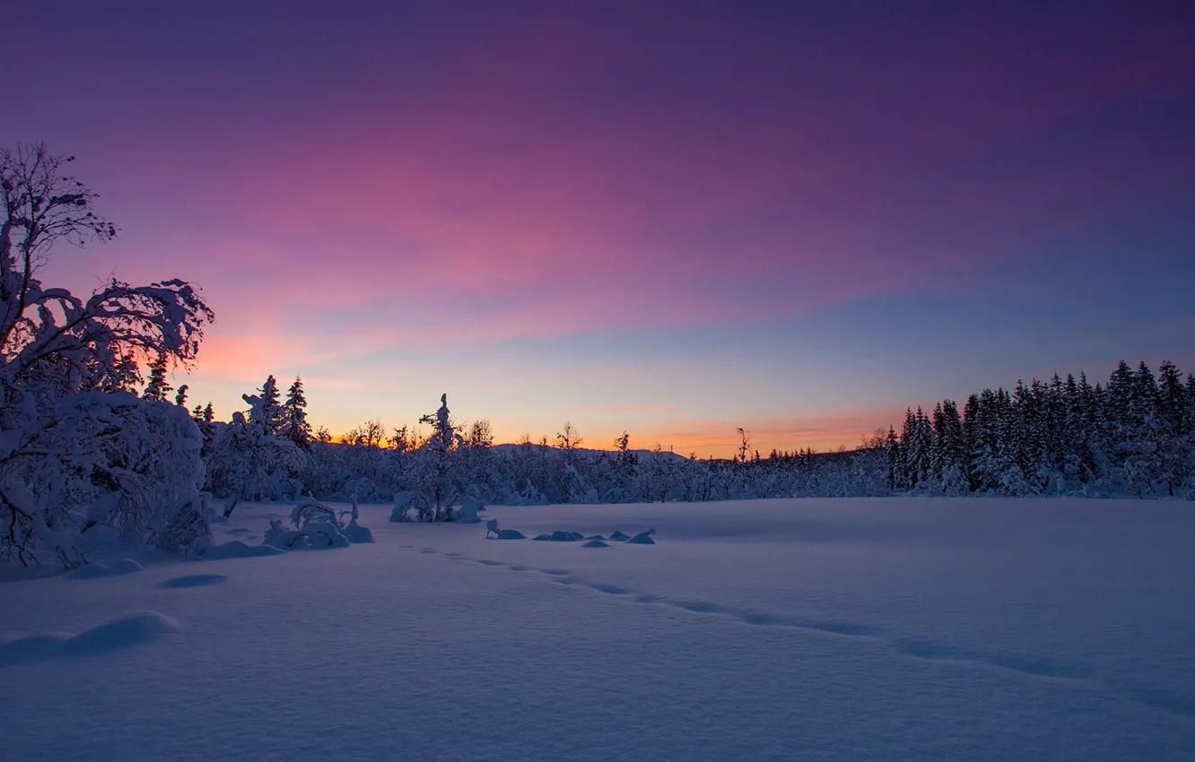 Photo wallpaper winter, forest, snow, sunset, traces, Norway, the snow, Norway