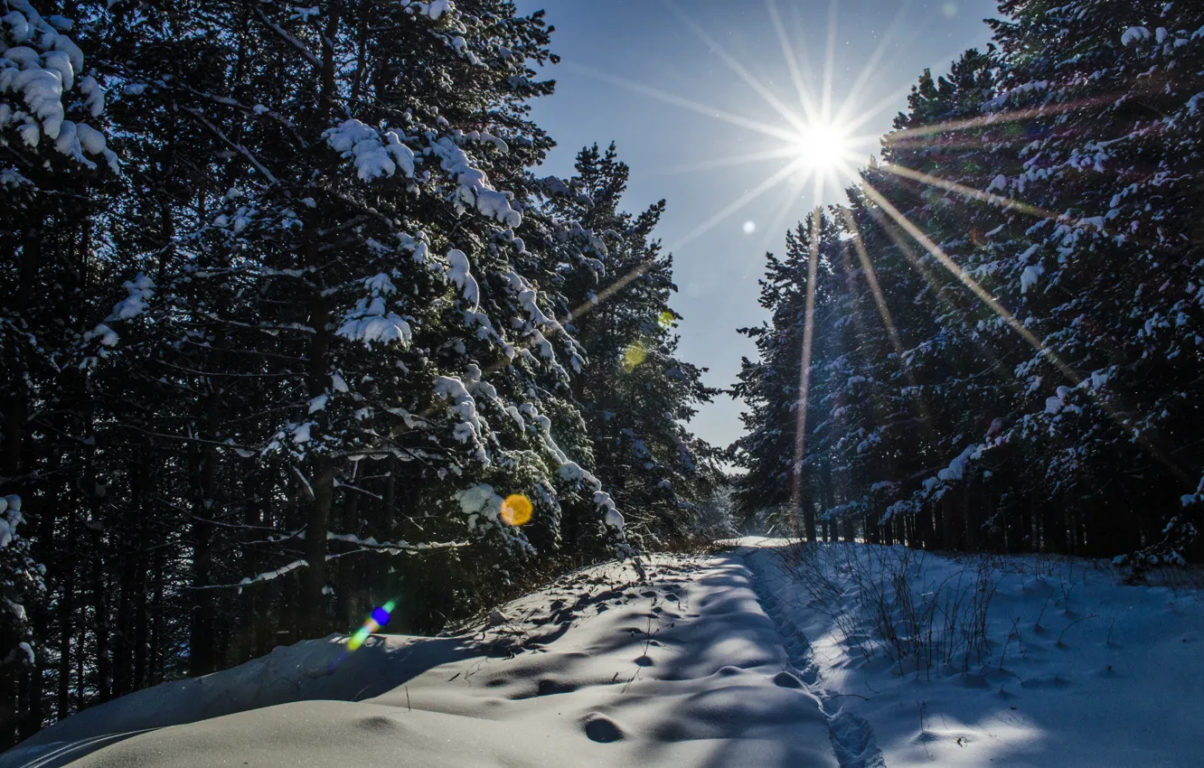 Photo wallpaper forest, the sun, snow, tree, trail