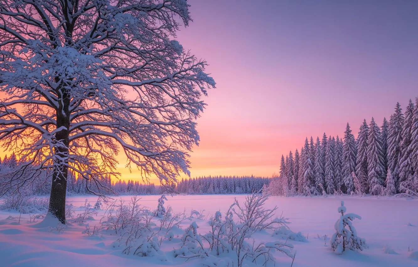 Photo wallpaper winter, forest, snow, sunset
